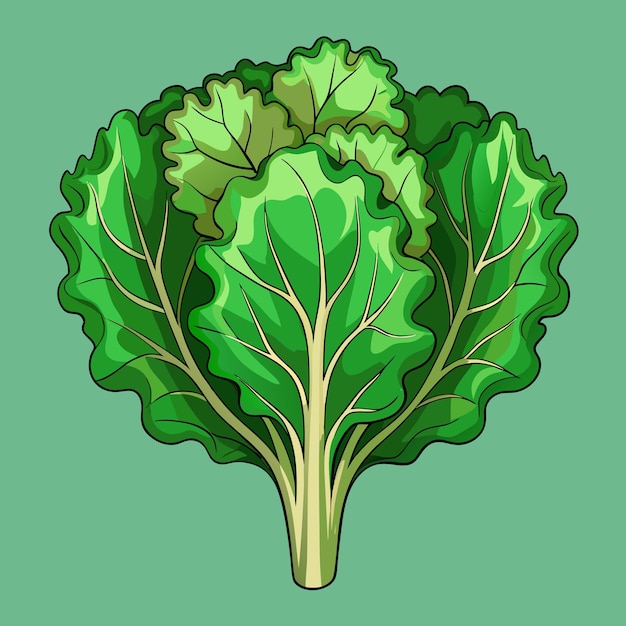 Fresh Kale Vegetable Vector Illustration Creative