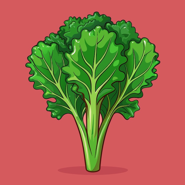 Fresh Kale Vegetable Vector Illustration High Quality