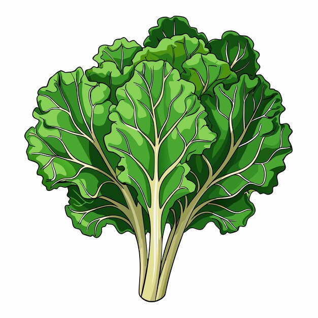 Vector fresh kale vegetable vector illustration simple