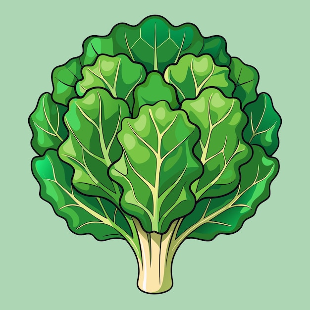 Fresh Kale Vegetable Vector Illustration Unique