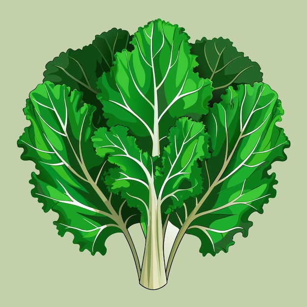 Fresh Kale Vegetable Vector Natural Design