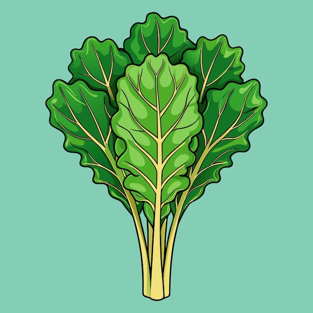 Fresh Kale Vegetable Vector Unique Design