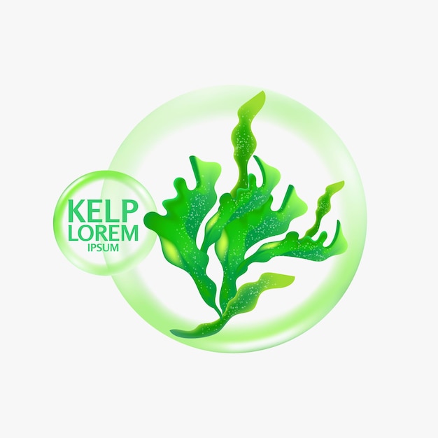 fresh Kelp seaweed salad sea food   Illustration