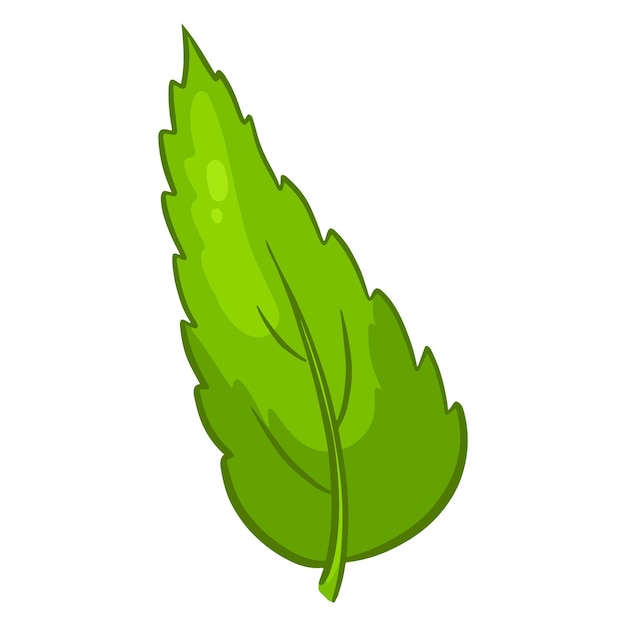 Fresh leaves. Carved green leaf. Cartoon style. Vector illustration for design and decoration.