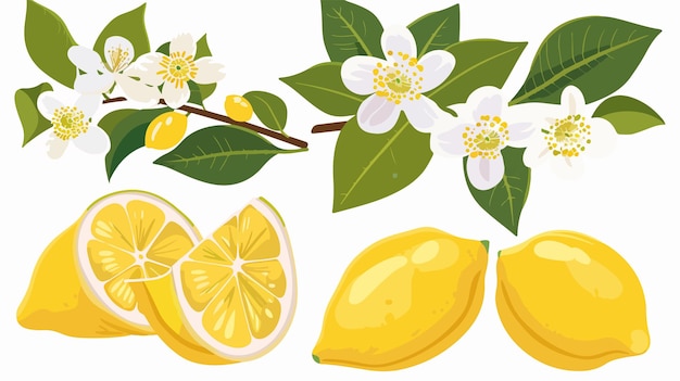 Vector fresh lemon blossom with lemons on a branch