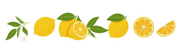 Vector fresh lemon slices set citrus vitamin c vector illustration isolated on white background