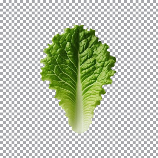 Vector fresh lettuce isolated on transparent background