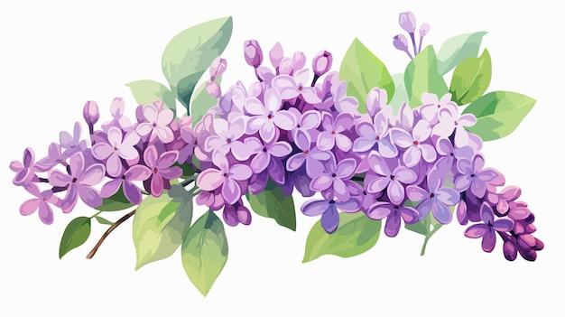 Fresh Lilac Flowers and Green Leaves Isolated on White Background