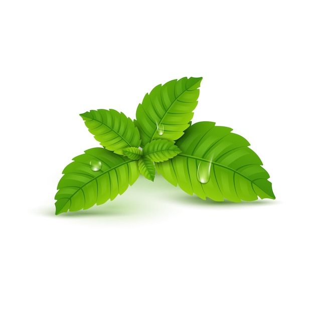 Fresh mint leaf.  menthol healthy aroma. Herbal nature plant. Spearmint green leafs.