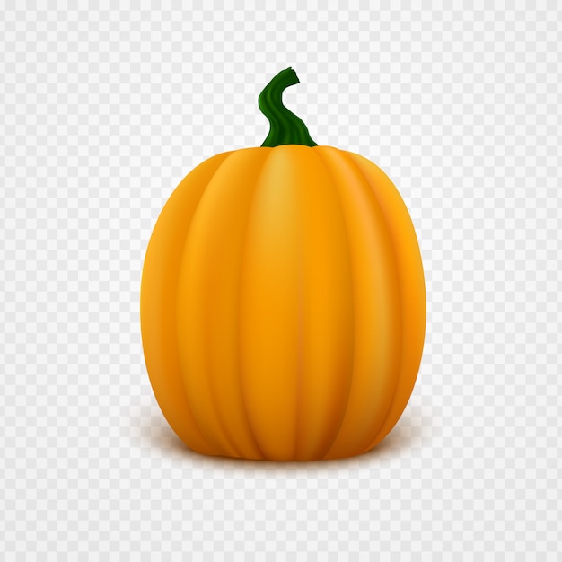 Fresh orange pumpkin. Vector illustration