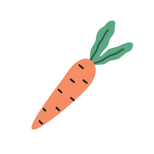 Fresh orange root of carrot with leaves. Simple ripe vegetable. Hand-drawn colored flat vector illustration isolated on white background.