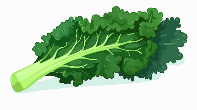 Vector fresh organic kale meal vegetable icon isolated flat vector