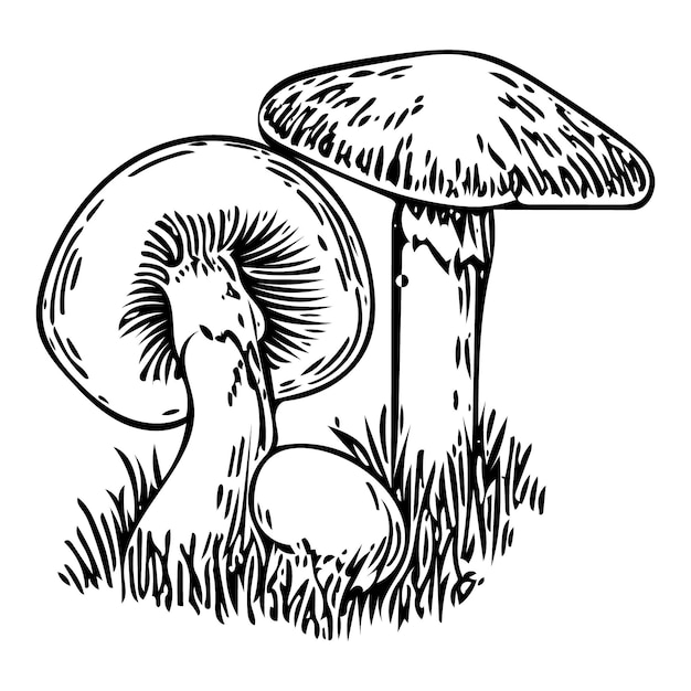 Fresh organic mushroom for coloring page