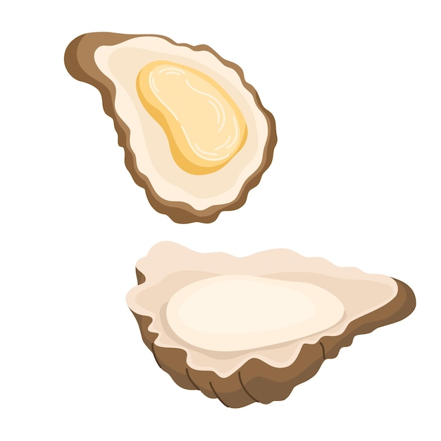 Fresh oyster in shells Open shellfish delicacy seafood Gourmet appetizer Delicious raw seafood