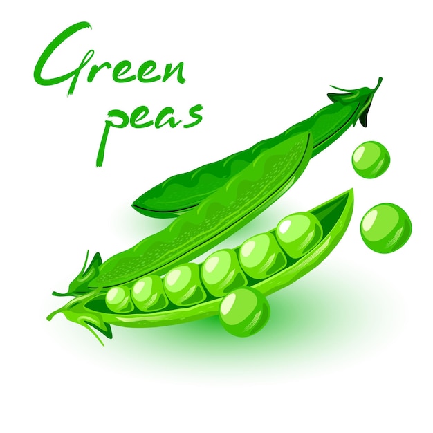 Fresh podded green peas. Legume plant. Vegetable for vegetarian, vegan kitchen, alcaline diet.