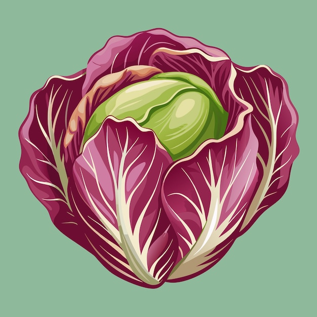 Vector fresh radicchio vegetable vector garden art