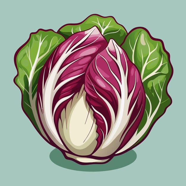 Vector fresh radicchio vegetable vector gourmet design