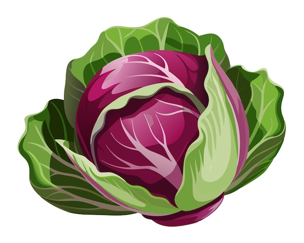 Vector fresh radicchio vegetable vector illustration on white background