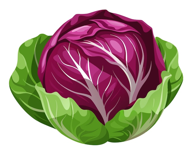 Vector fresh radicchio vegetable vector illustration on white background