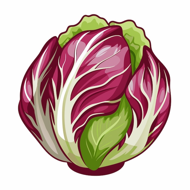 Vector fresh radicchio vegetable vector illustration