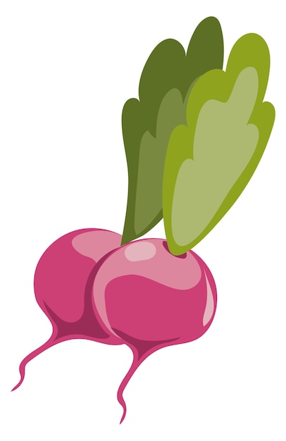 Fresh radish icon Cartoon salad spring vegetable