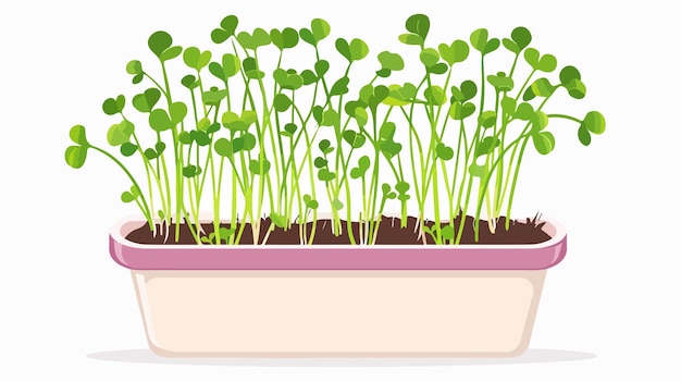 Vector fresh radish microgreens in container healthy sprouts photo