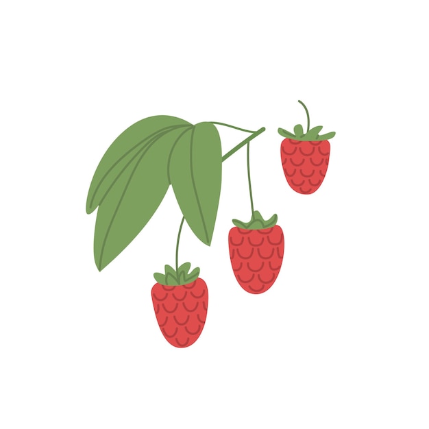 Fresh raspberries growing on branch Ripe red wild berries hanging on twig with leaf Garden fruit plant Flat vector illustration isolated on white background