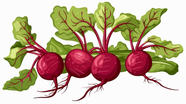 Vector fresh ripe red beets with green leaves on card banner sticker