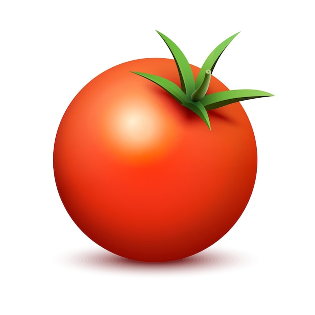 Fresh Tomato on white background Tasty illustration in realistic style