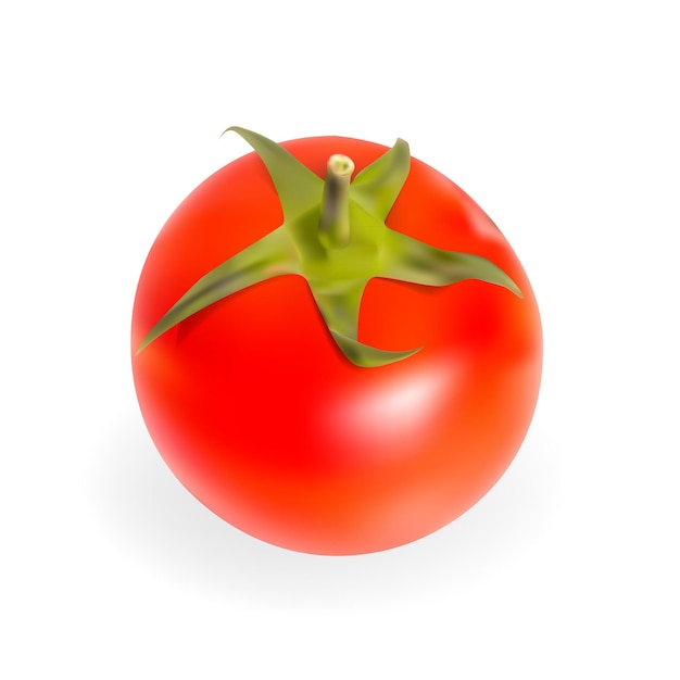 Fresh Tomatoes Isolated on White Background Vector Illustration. EPS10