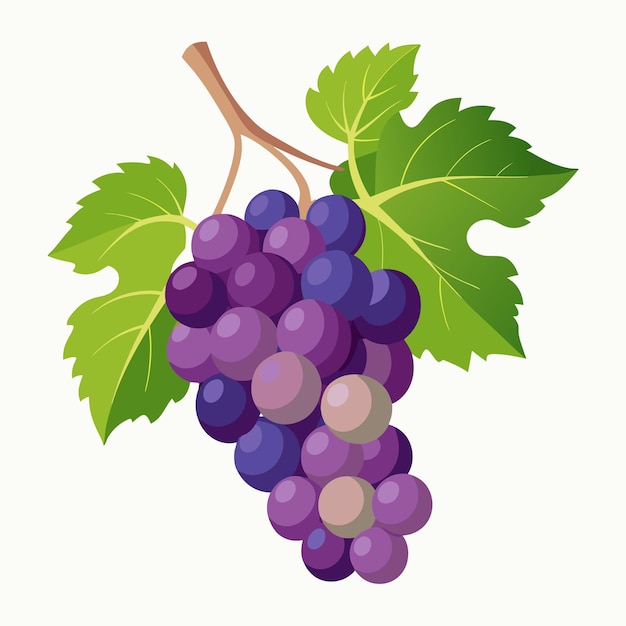 Fresh Vector Illustration of Grapes on the Vine Showcasing Lush Clusters and Green Leaves