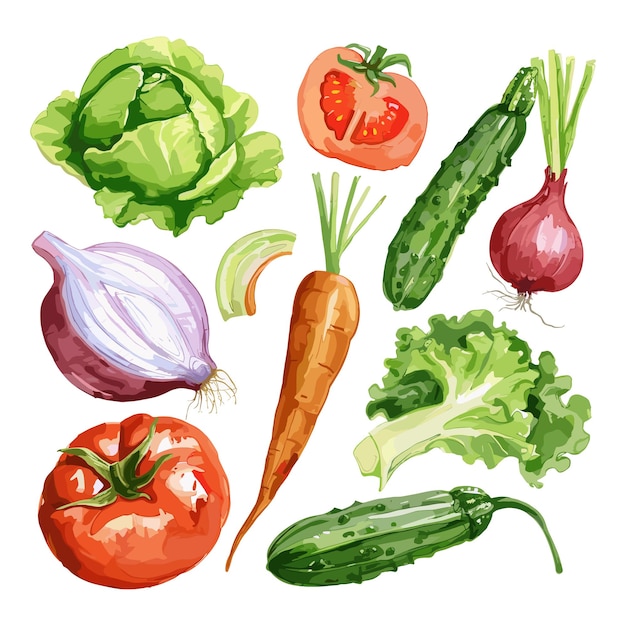 Fresh Vegetables Watercolor Illustration Tomato Onion Cucumber Cabbage Carrot