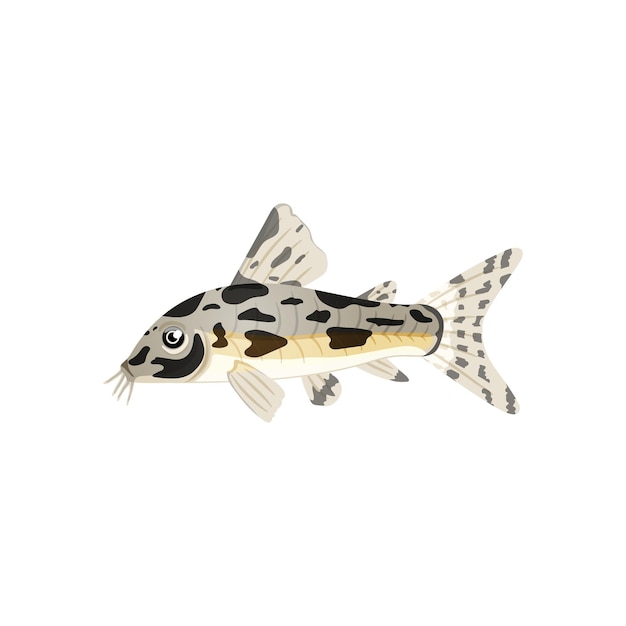 Freshwater catfish isolated on white backgroundSingle Illustration of aquarium fish