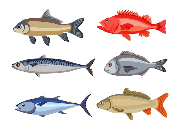 Freshwater fish of different types cartoon illustration se. Herring, mackerel, bream, catfish, sardine, halibut, anchovy isolated on white background.  Seafood, fishery, river animal concept