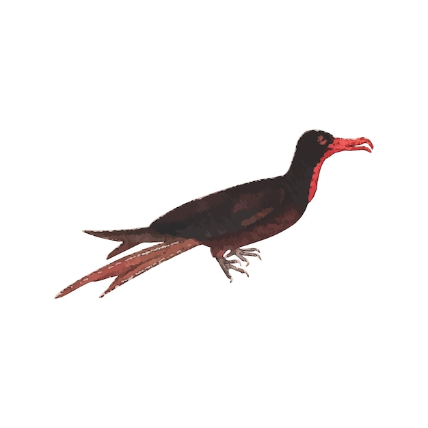 Vector frigatebird watercolor vector illustration