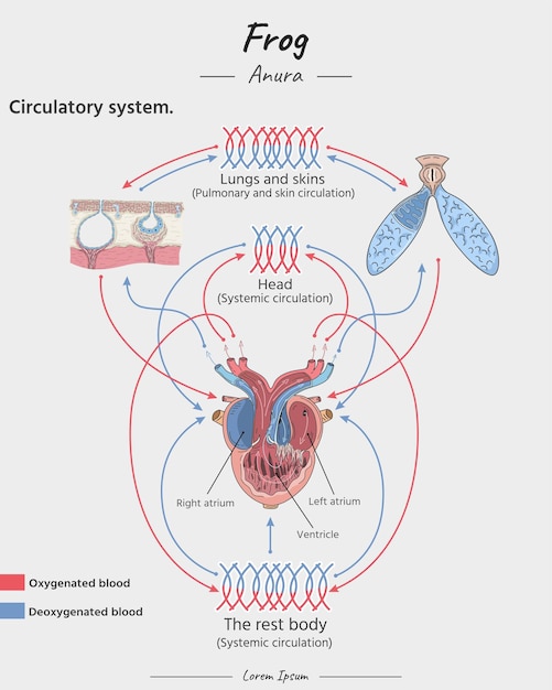 Frog Anatomy circulatory system heart lung skins illustration