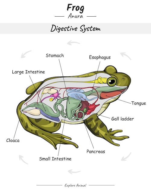 Frog Digestive system