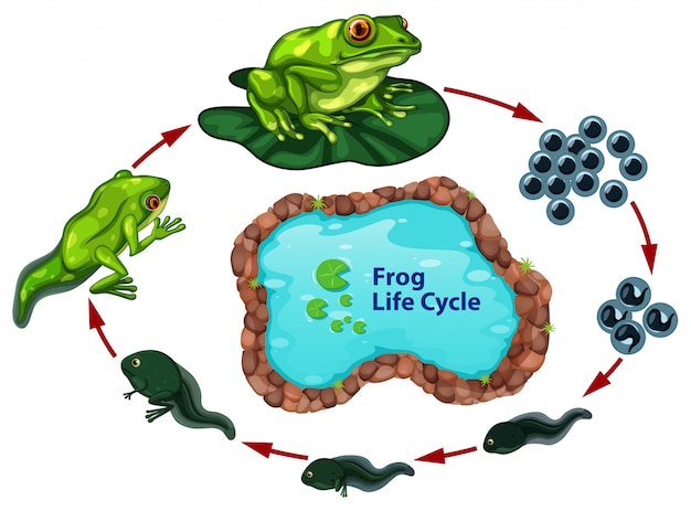 Vector the frog life cycle