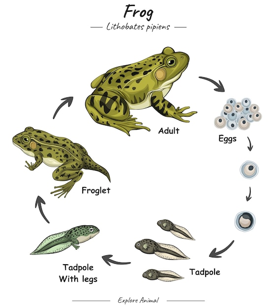 Frog life cycle