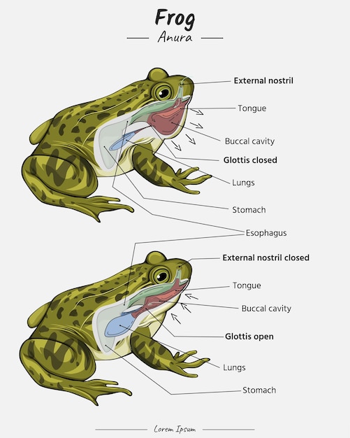 Frog Respiratory system on nostril and mouth illustration with text