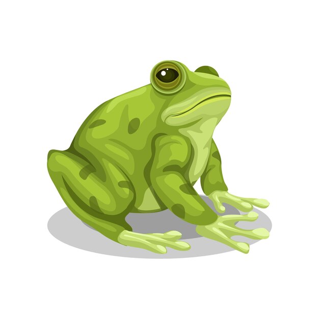 Vector frog sitting animal species cartoon illustration vector