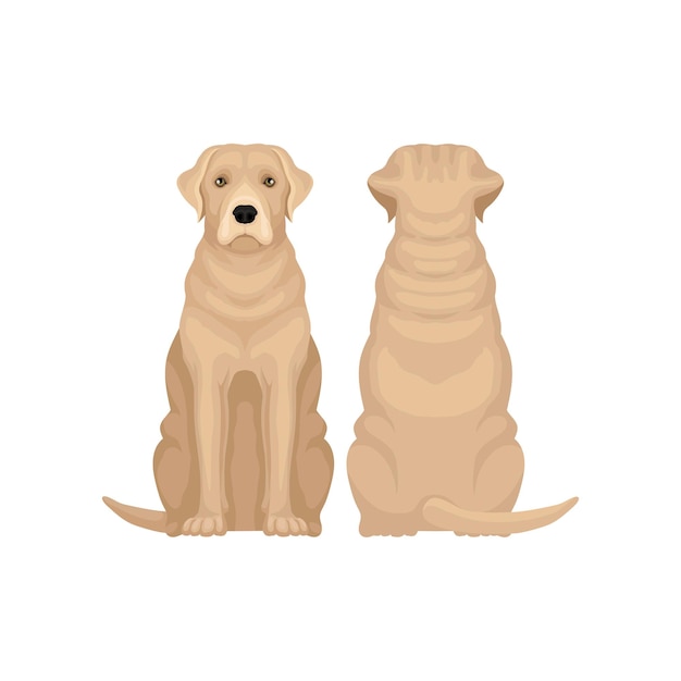 Front and back view of labrador retriever Large dog with beige coat and cute muzzle Human s best friend Flat vector design