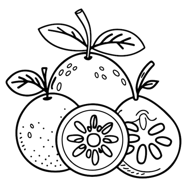 Fruit coloring page illustration Hand drawn coloring page for kids fruit coloring book