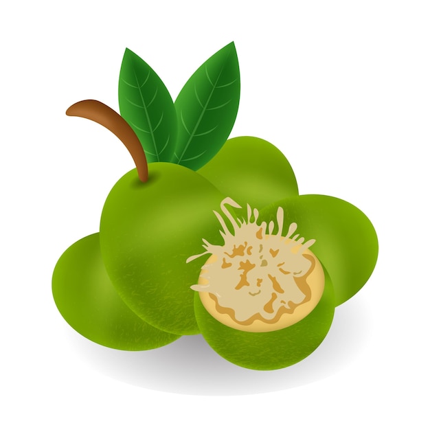 Fruit Kedondong Vector IllustrationMobile