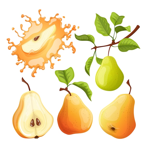 Fruit pear set cartoon vector illustration