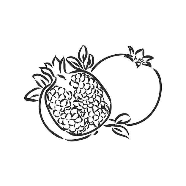 Fruit pomegranate  garnet vector sketch illustration