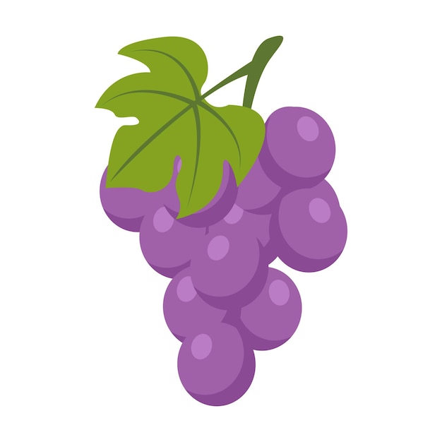 Fruit purple grape