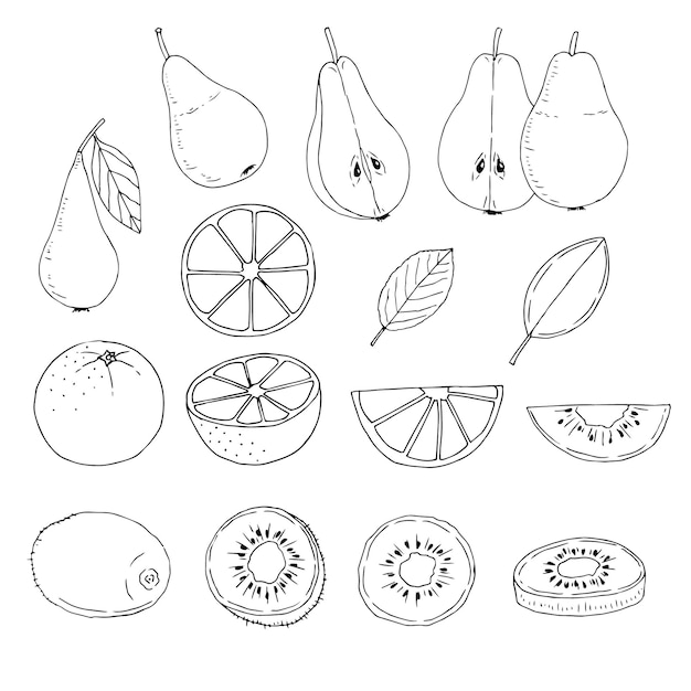 Fruit set vector illustration hand drawing sketch