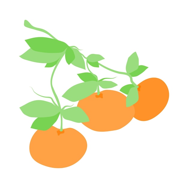 Fruit tangerine branch hand drawn citrus hanging on branch with leaves, food illustration vector