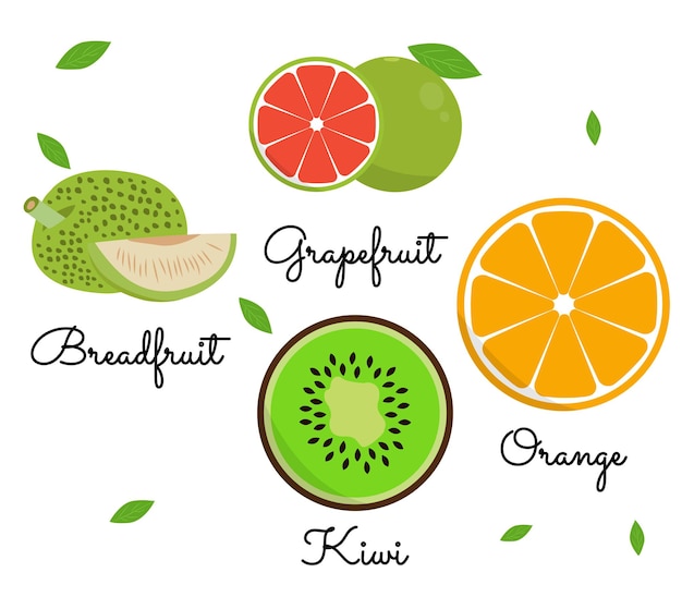 Fruits vector illustrations